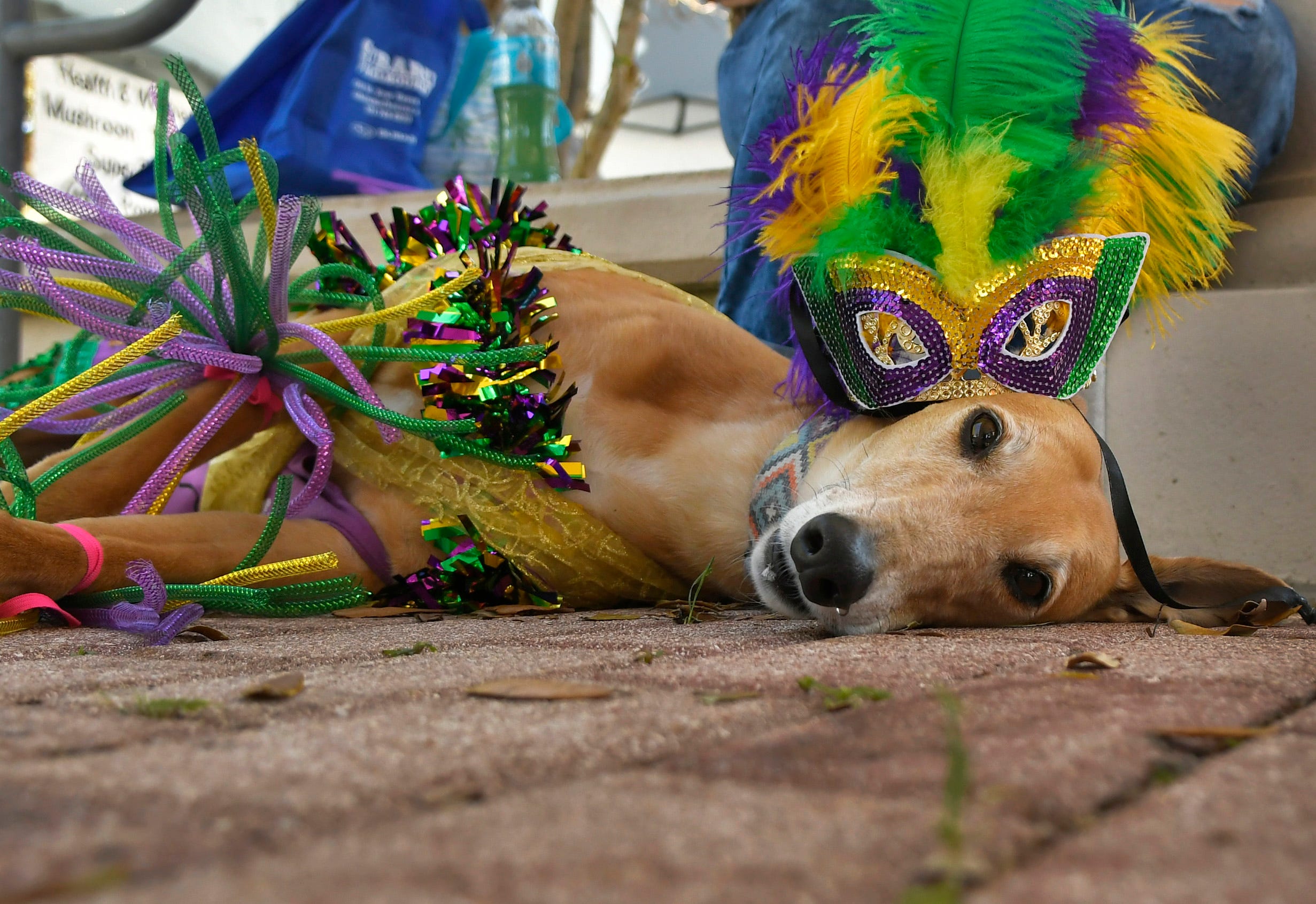 Dogs in costume for Mardi Gras as Photo of the Week