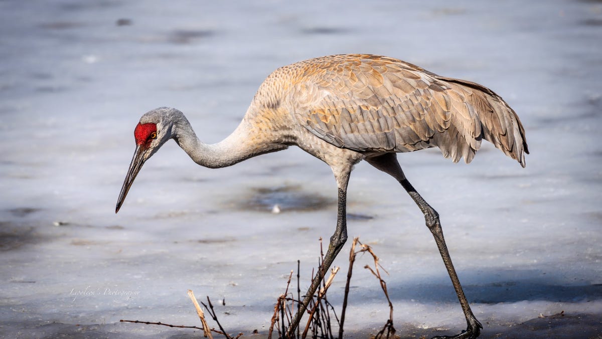 Legislator-led committee to study sandhill crane management, including potential hunting season Legislator-led committee to study sandhill crane management, including potential hunting season