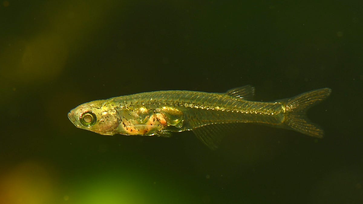 Nově nalezené ryby mohou vydávat hlasité zvuky jako ohňostroj nebo proudový motor