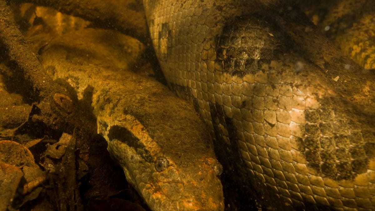 Seekor anakonda hijau raksasa ditemukan mati di Amazon Brasil, kemungkinan tertembak