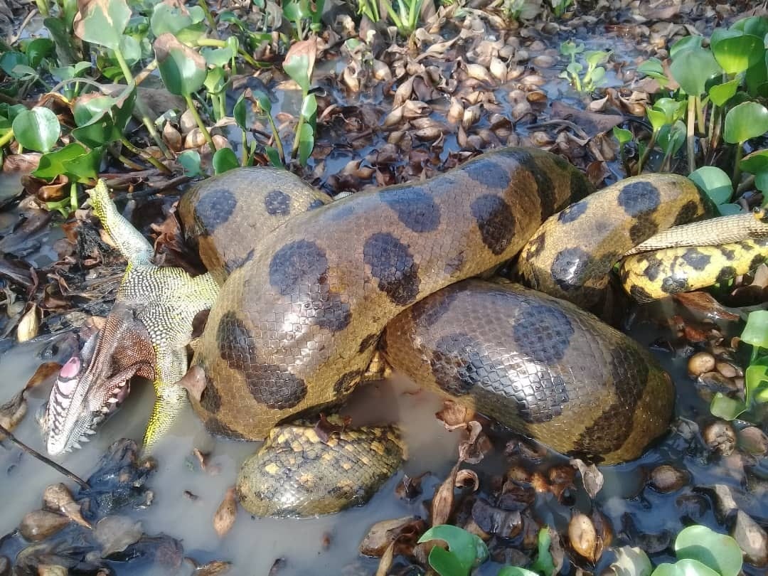 Photos Magnificent northern green anaconda largest ever recorded  USA TODAY