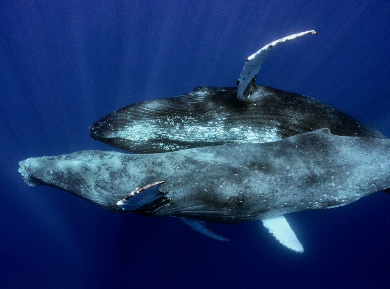 The only other time humpback whales have been seen copulating was in 1998, when another whale research observed a humpback whale having sex with another whale that had just died.
