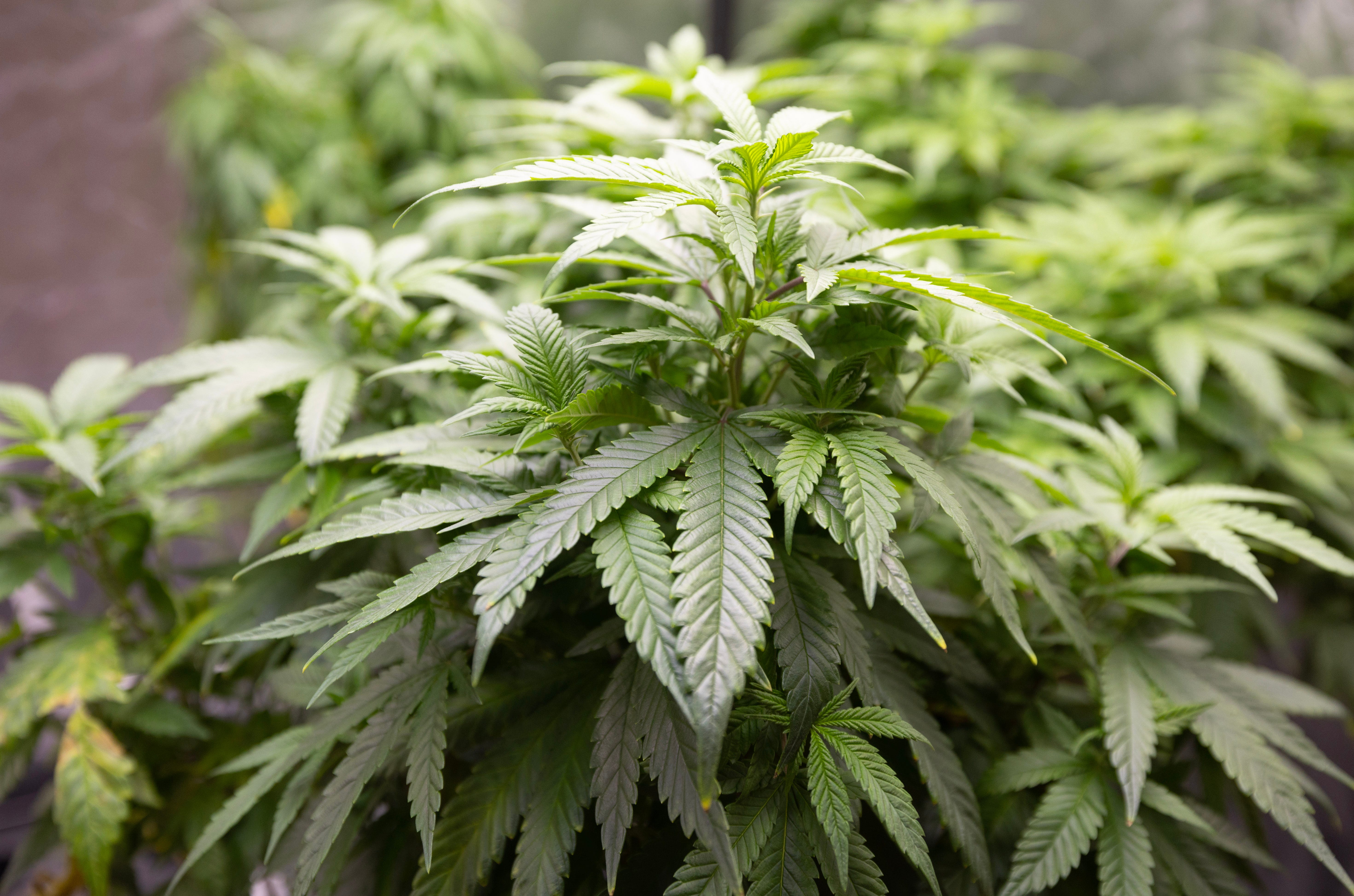 Lansing marijuana processor has licenses revoked by Cannabis Regulatory Agency.
