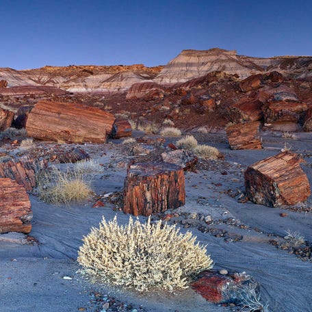 Petrified Forest National Park's Jasper Forest may not look like a typical forest. Its trees are petrified.