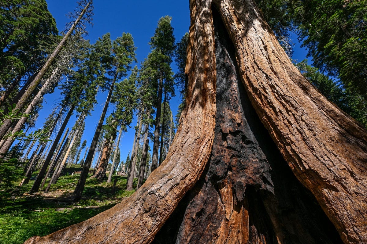 Near Crescent Meadow on August 4, 2023 in Sequoia National Park.