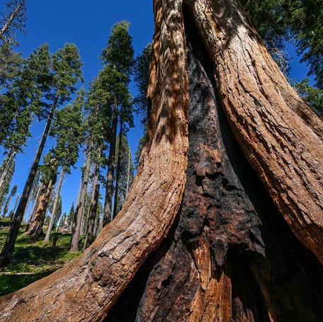 Near Crescent Meadow on August 4, 2023 in Sequoia National Park.