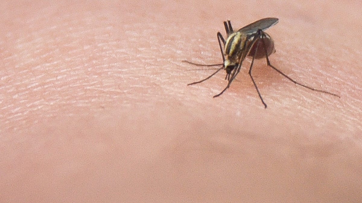 Puerto Rico declares public health emergency after rise in dengue fever cases