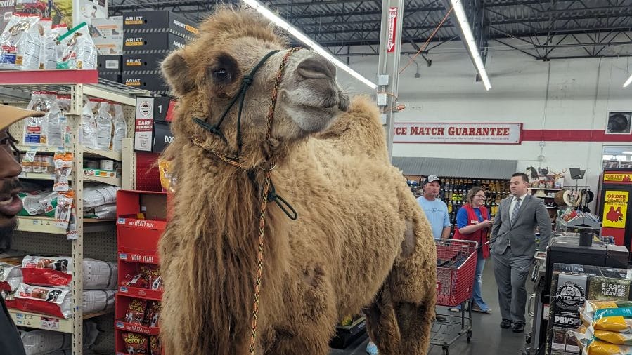 Can you believe your eyes? Yes, that was a camel at this MS Chick-fil-A