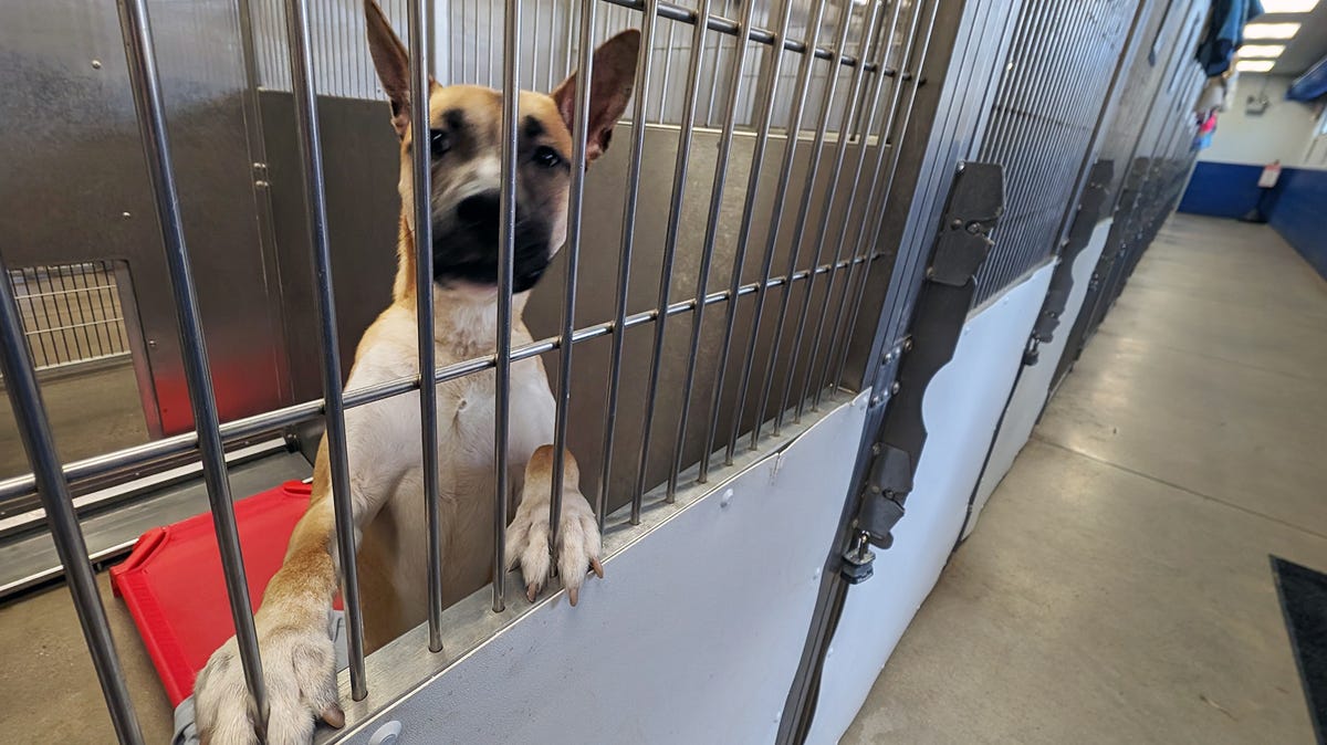 73136336007 032824 pmkstray dog