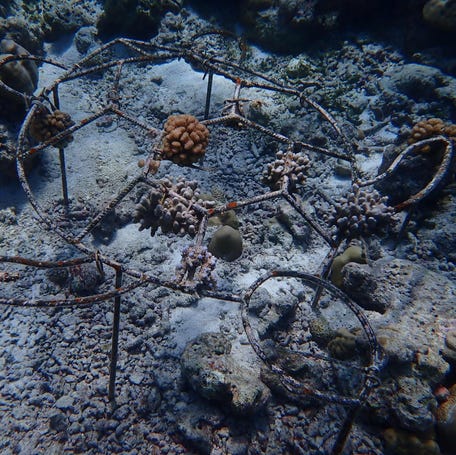 Coral regrowth on a turtle-shaped frame.