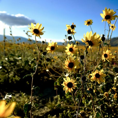 Bright yellow flowers against the setting sun. Wildflowers are in bloom at Anza-Borrego Desert State Park in eastern San Diego County on March 28, 2024.