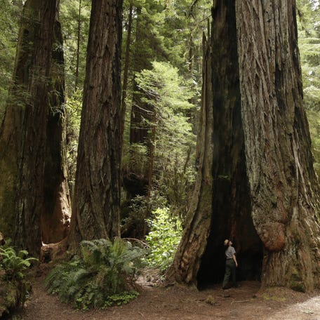 Redwood's trees are wonder to behold.