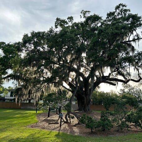"Big Tree" a more than 400-year-old southern live oak in Orlando, Fla., is one of the latest historic trees to be cloned by a Michigan-based nonprofit aiming to reverse climate change through a massive planting campaign.