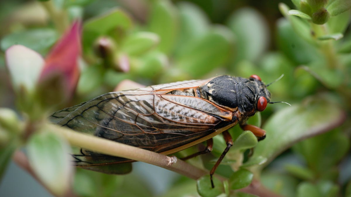An adult periodical cicada clings to a plant on May 24, 2021 in Washington, D.C.