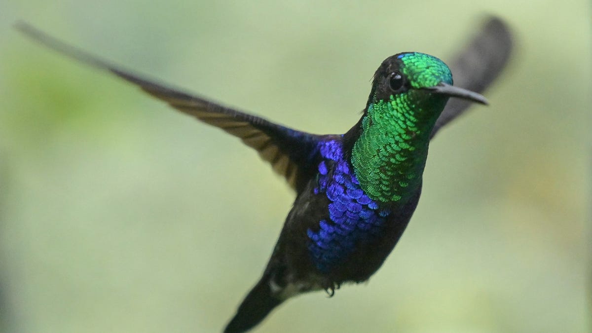 A Thalurania fannyi hummingbird is pictured in Dagua, department of Valle del Cauca, Colombia, during the 2024 Colombian Bird Fair on February 15, 2024. The 2024 Colombian Bird Fair takes place until February 18.