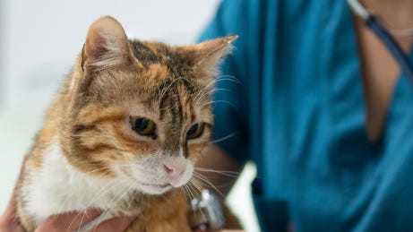 Company stops selling some raw pet foods after cats die with bird flu Company stops selling some raw pet foods after cats die with bird flu