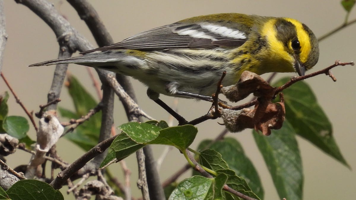 Migratory birds are moving through New Mexico. Here’s what you can do to help them thrive.