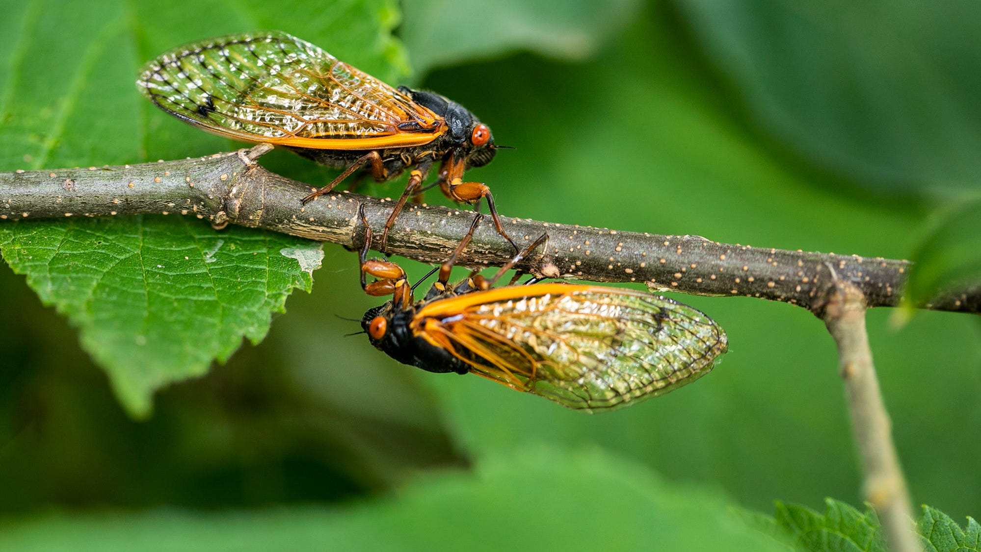 Massive cicada broods expected to emerge soon. Here are 3 things to know about them.