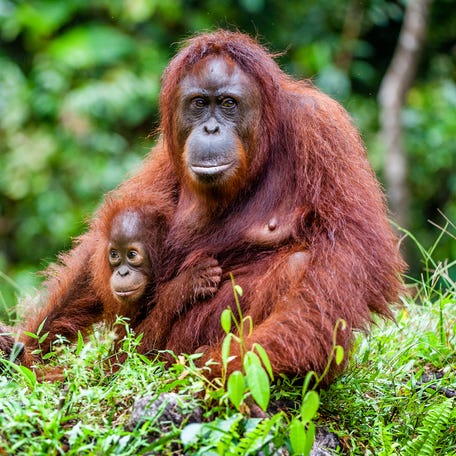 A female of the orangutan with a cub in a native habitat. Bornean orangutan (Pongo pygmaeus) in nature.