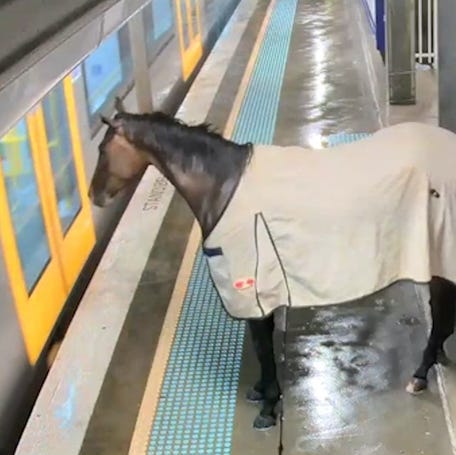 Wandering horse rescued from Australia train station.
