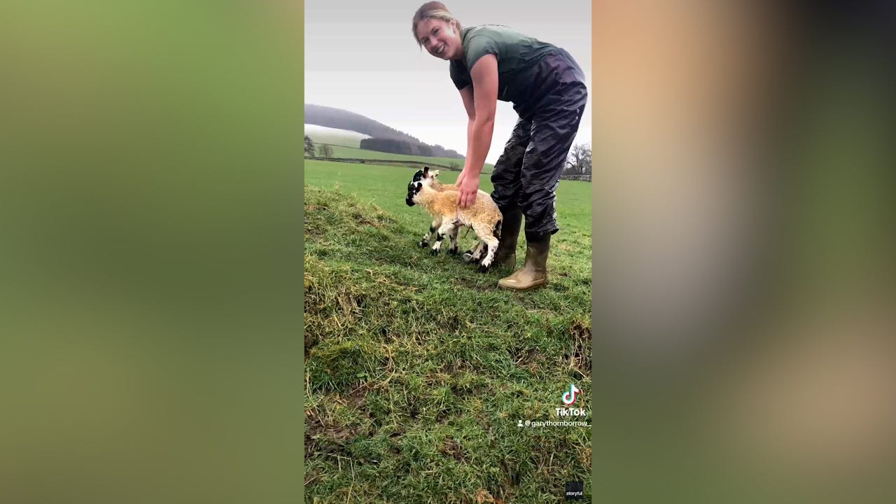Marian Porter, a farmer at the Easter Dawyck Farm in Scottish Borders, Scotland makes an amazing rescue of two Mule Ewe lambs stuck in a flooded pipe.
