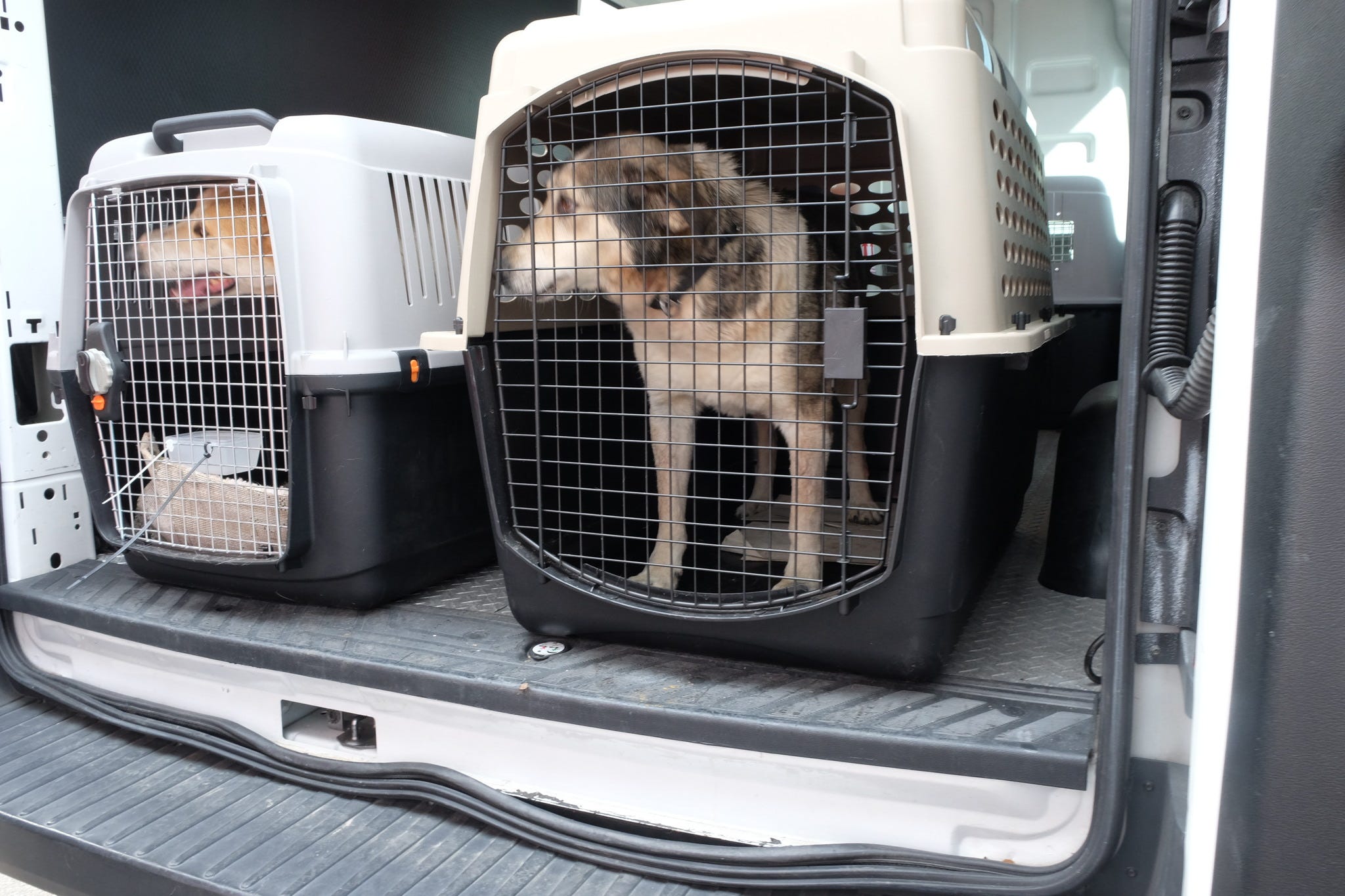 Rescued dogs from the West Bank are transported from the airplane to the Animal Reception Center at JFK Airport in New York on March 14, 2024.