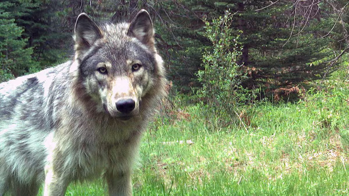 Police seek info in poisoning of 3 wolves, 2 eagles, cougar, coyote, dogs in Oregon