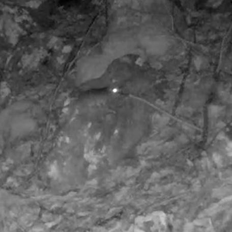 Allegheny woodrat seen on trail cam in West Virginia.