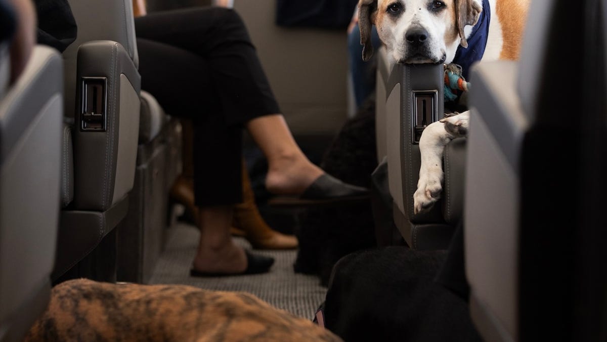 BARK Air, pierwsza na świecie linia lotnicza dla psów, wystartowała.  Więc ile?
