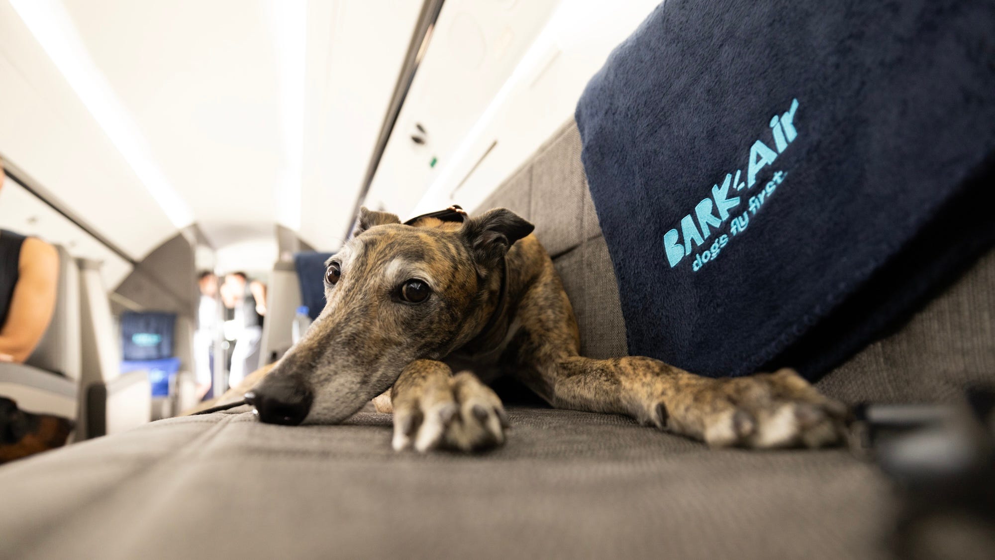BARK Air, la prima compagnia aerea per cani, vola dall’aeroporto di Westchester NY