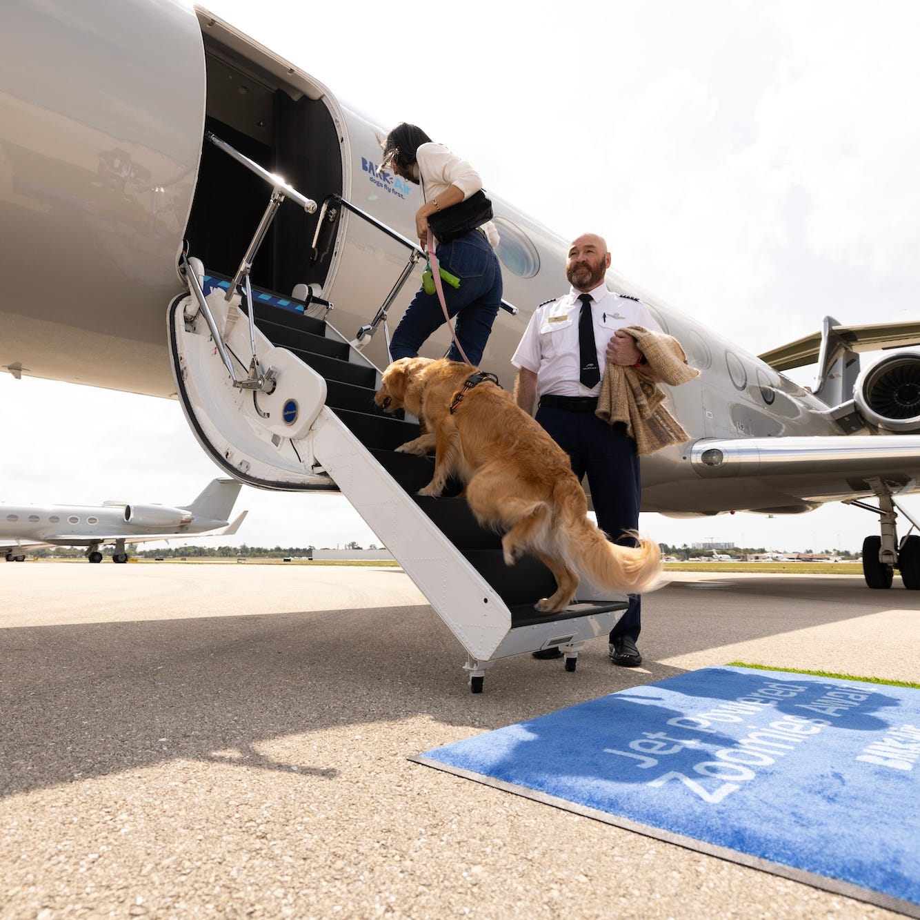 Companion Pets On Planes Dog Friendly Pet Cargo Large Plane