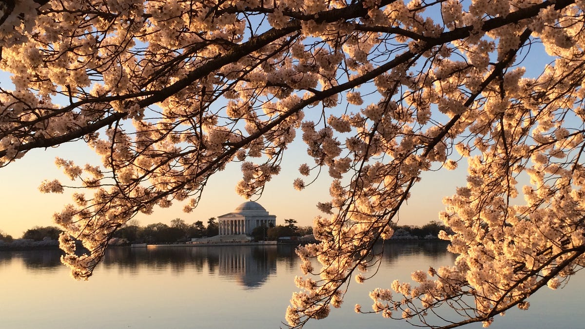 ‘Magnificent’: Japan gifts more cherry trees to Washington as token of enduring friendship