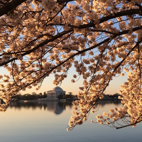The Thomas Jefferson Memorial is pictured in the background of peaking cherry blossom trees in Washington, D.C., on April 12, 2015.