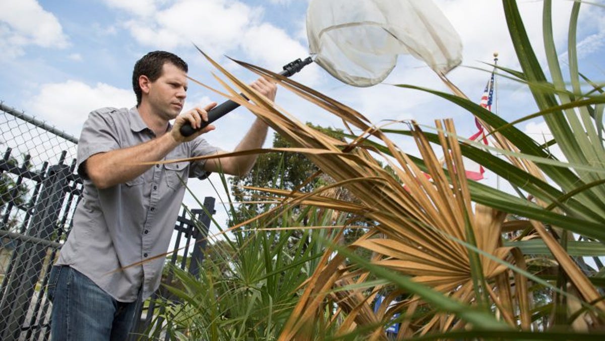 Ilmuwan UF berharap dapat menghentikan penyakit bronzing yang mematikan pada pohon palem Florida