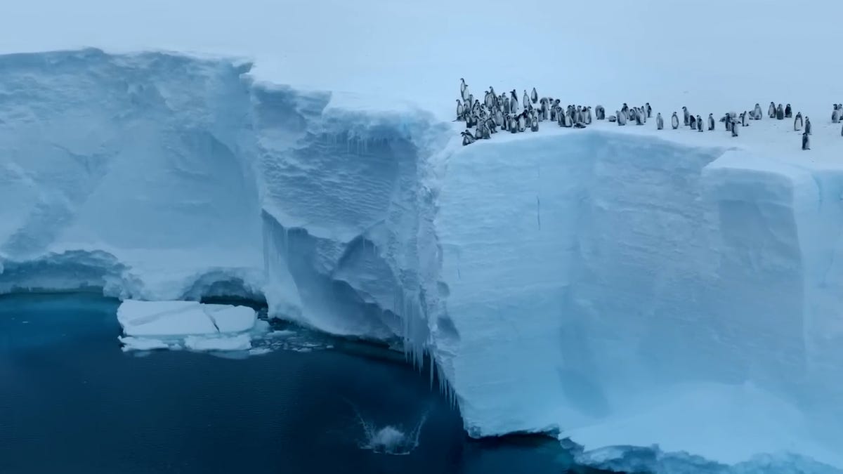 Małe pingwiny cesarskie odważnie skaczą z lodowca szelfowego Antarktyki: obejrzyj