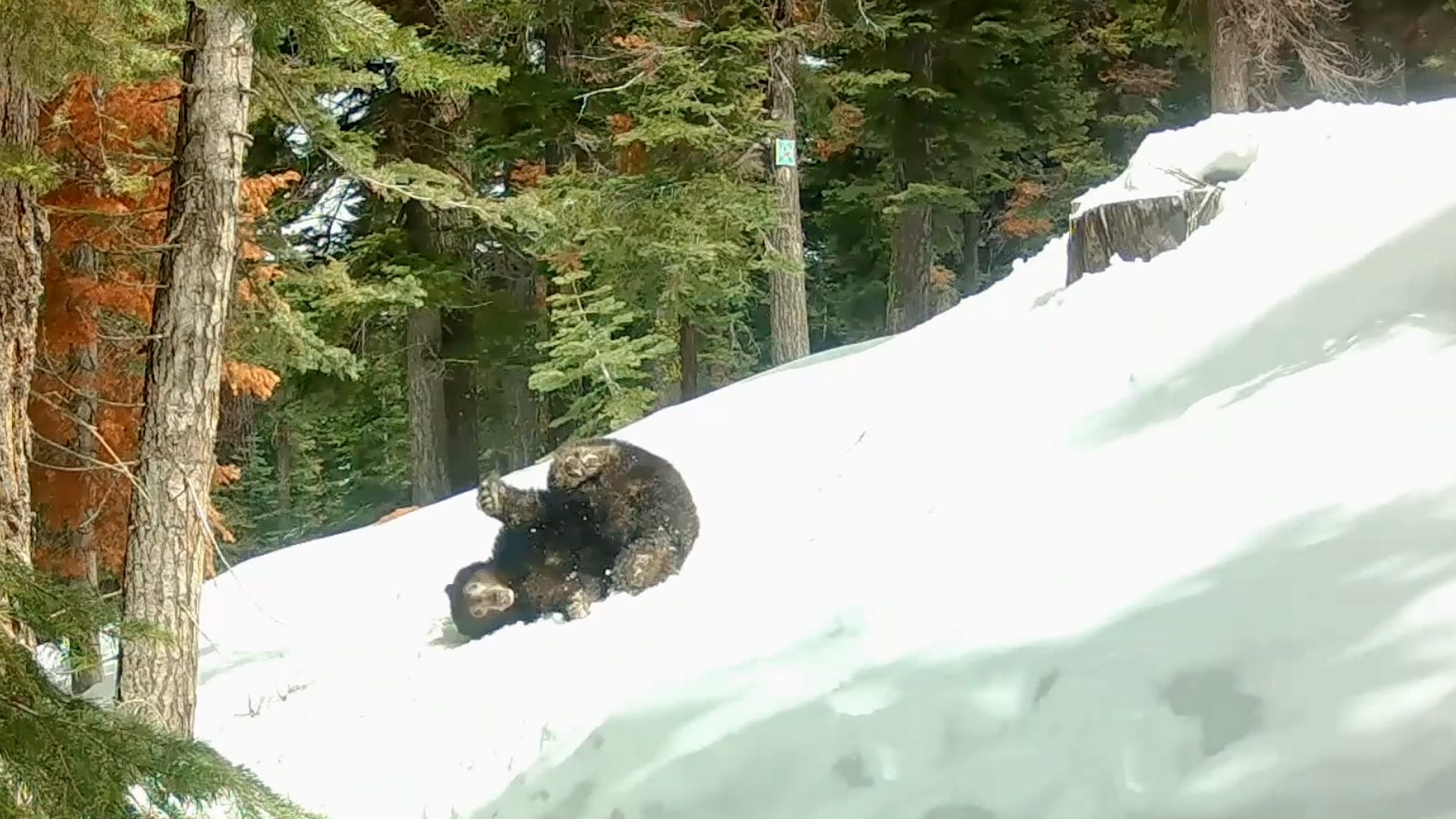 Bears just wanna have fun! Black bear spotted tumbling down snowy hill.