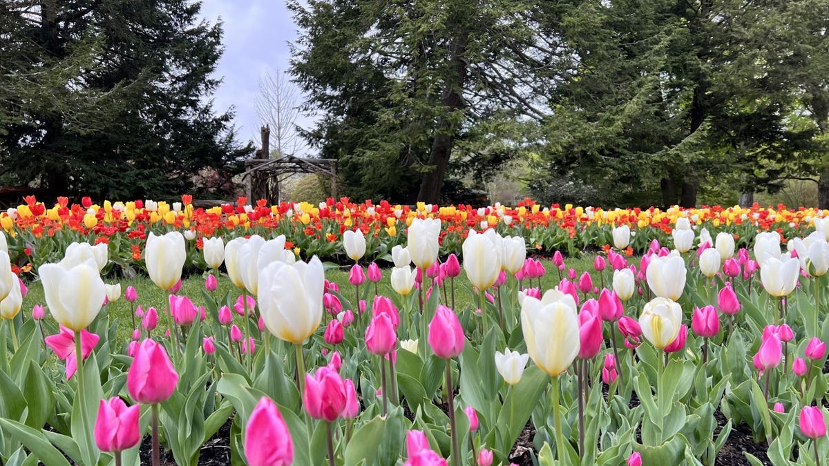 Second annual Tulip Mania starts April 17 at Mass. Horticultural Society in Wellesley