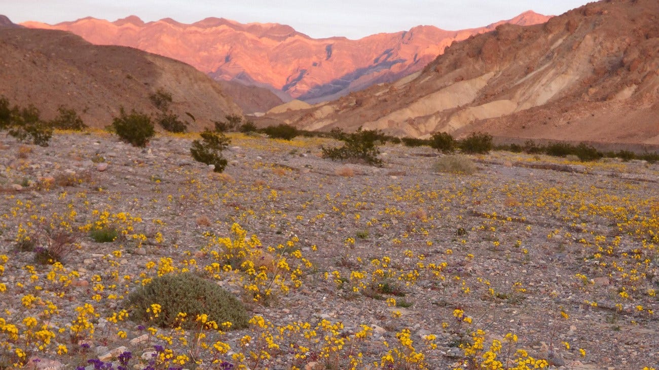 Notch-leaved Phacelia and Golden Evening Primrose bloom in a desert wash.