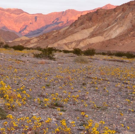 Notch-leaved Phacelia and Golden Evening Primrose bloom in a desert wash.