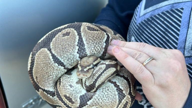 No fish tale: This pet python found slithering around Ashland County