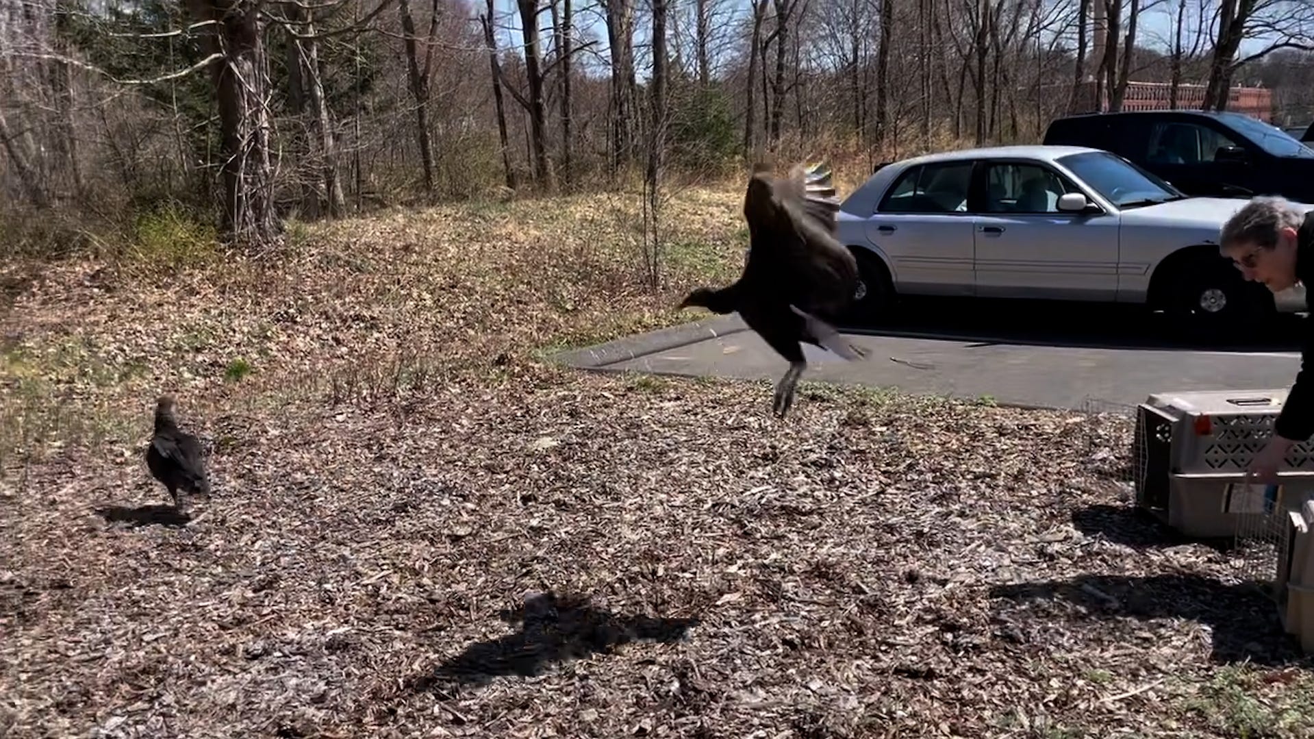 Black vultures, drunk from dumpster diving, return to the wild after sobering up