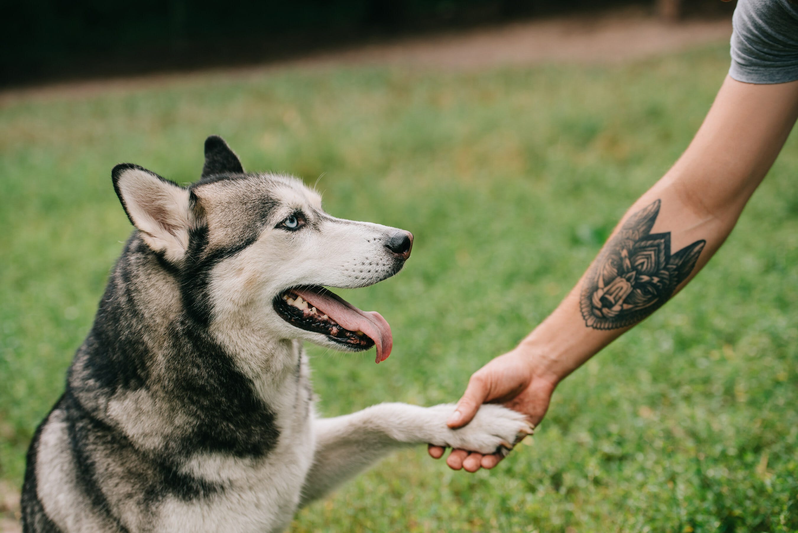 Who wouldn't want a tattoo of their best furry friend?