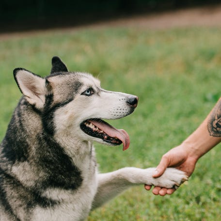 Who wouldn't want a tattoo of their best furry friend?
