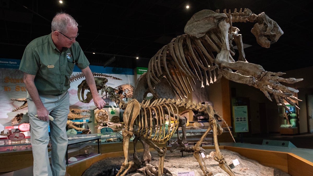 Um osso de um predador extinto, um tigre dente-de-sabre, foi encontrado em MS