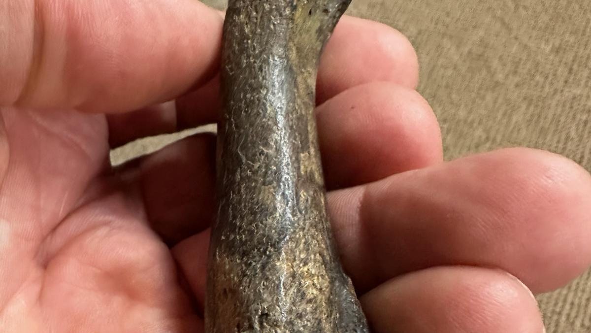 Mississippi man finds fossilized remains of saber-toothed tiger dating back 10,000 years