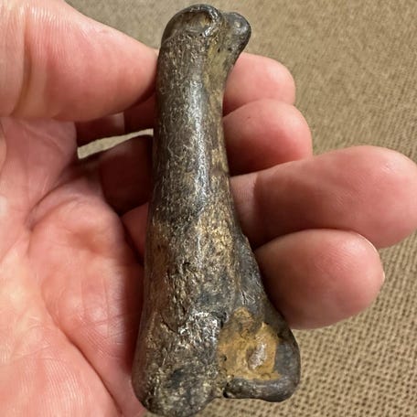 A fossilized toe bone found in Yazoo County is a rare example of a bone from a saber-toothed cat, or saber-toothed tiger as they are often called, in Mississippi.