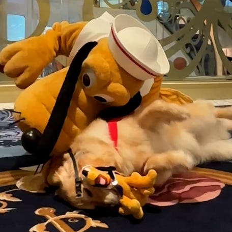 Forest, a multi-purpose service golden retriever, is greeted by his favorite character, Pluto, while traveling with his owner on a Disney Cruise.
