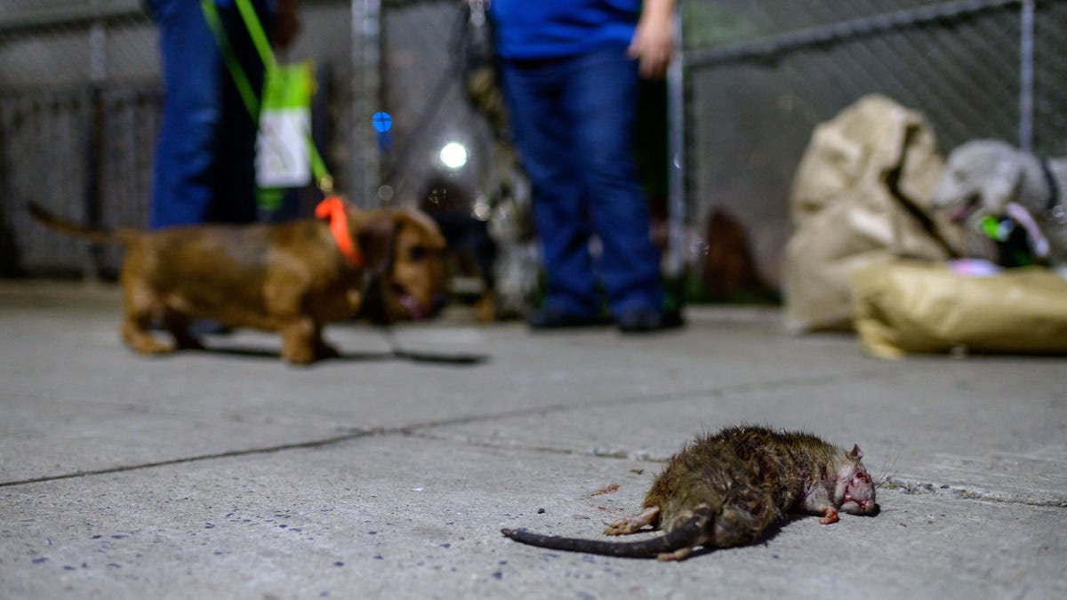 Leptospiroza przenoszona przez szczury w Nowym Jorku rośnie wraz z zachorowaniem ludzi