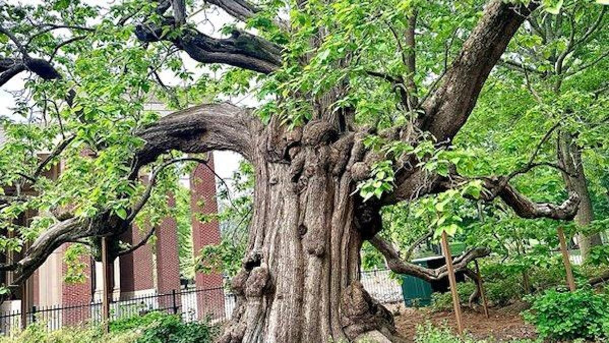 These trees are among the oldest in MS and some may date back 1,000 years These trees are among the oldest in MS and some may date back 1,000 years