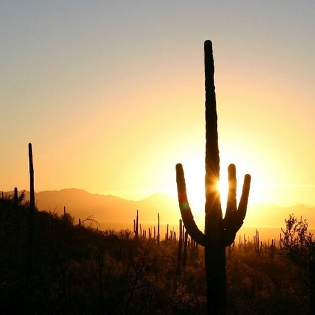 The saguaro is a symbol of the Southwest, but it's not as common as you may imagine.